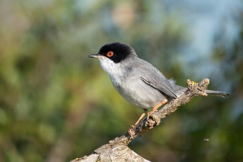 Granelli, Italy, Pantani Cuba and Longarini, velvet warbler, Sardinian warbler, Sylvia