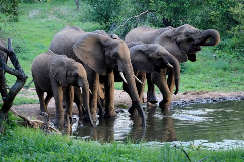 African elephant (Loxodonta africana), adult, calves, herd, by the water, drinking, Kruger National