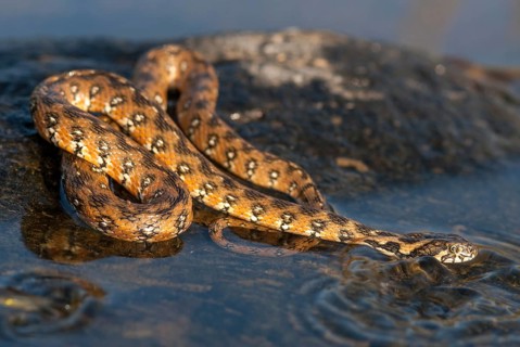 Natrix Maura, viperine snake, viper snake, critters, extremadura, reptilia, reptiles, snakes,