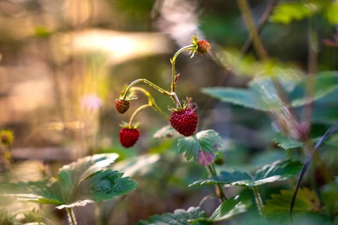 Strawberry plants with red fruits in forest light, surrounded by green leaves, Simmelhütte, Bad
