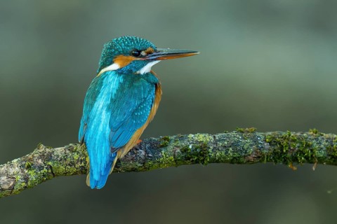 A kingfisher (Alcedo atthis) perched on its hunting perch whilst fishing, Naarden, North Holland,