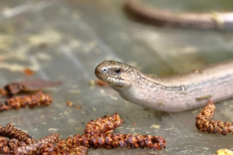 Slow worm (Anguis fragilis), Wilnsdorf, North Rhine-Westphalia, Germany