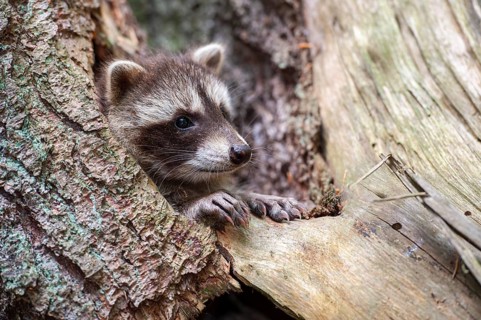 Young raccoon (Procyon lotor) on a discovery tour, Steinhagen, North Rhine-Westphalia, Germany