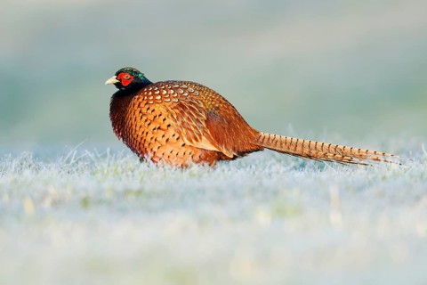 Hunting pheasant (Phasianus colchicus), cock in a meadow with hoar frost, North Rhine-Westphalia,