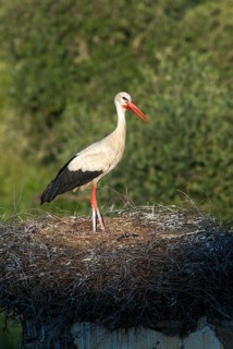 Ciconia ciconia, white stork, birds, ciconiiformes, extremadura, high size, portrait format, nest,