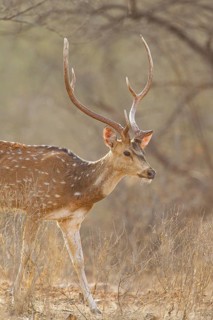 Axis deer (Axis axis) India