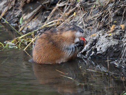 Musk Rat (Ondatra zibethicus), sitting at the edge of the river Erpe, eating a piece of an apple,