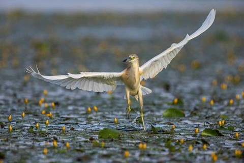 Squacco Heron (Ardeola ralloides) in the fog Hungary