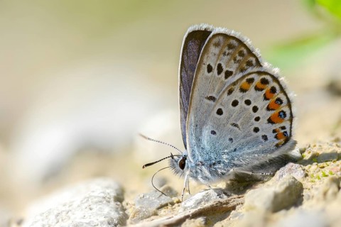 Argus blue, goatclover blue, plebeius argus, silver-studded blue, blue, butterfly, insects,