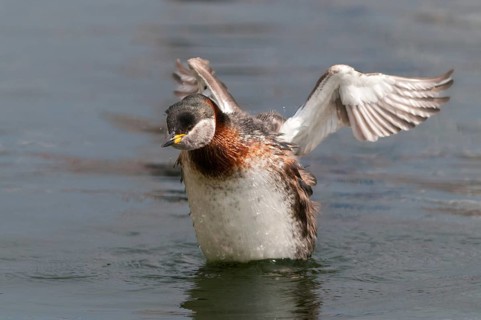 Podiceps grisegena, red-necked grebe, red-necked grebe, birds, grebe, podicipedidae, divers, birds,