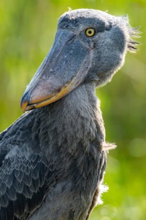 Shoebill (Balaeniceps rex), juvenile, animal portrait, swamps of Mabamba, Lake Victoria, Uganda
