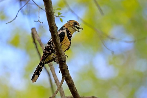 Crested Bart's Bird (Trachyphonus vaillantii), Black-backed Bart's Bird, adult, perch, tree,