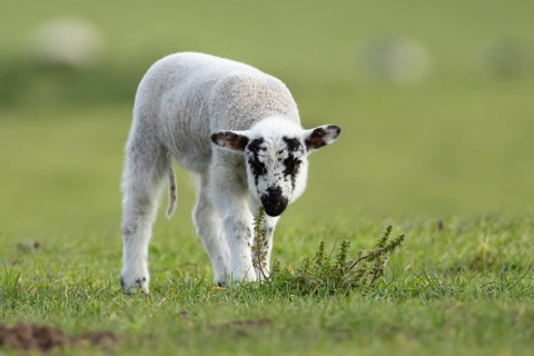 Domestic sheep (Ovis aries) juvenile baby lamb farm animal in a grass field in spring, England,