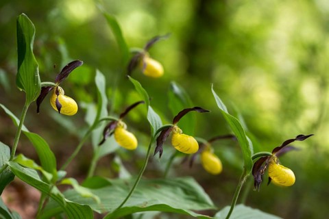 Cypripedium calceolus, lady's slipper orchid, orchidaceae, orchids, orchids, flora, plants, plants