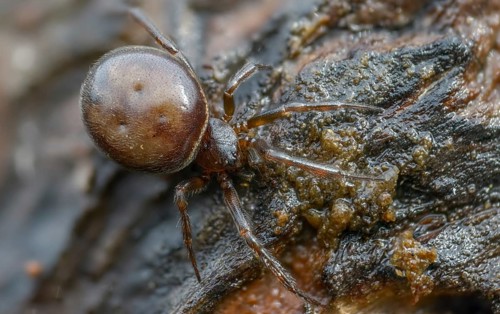 Arachnida, fat spider, common fat spider, rabbit hutch spider, arachnids, steatoda bipunctata,