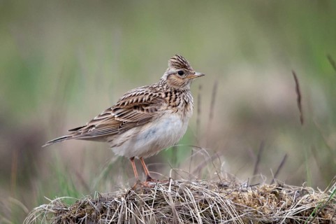 2010, Alauda Arvensis, Brandenburg, skylark, Germany, Nabu, national natural heritage, natural