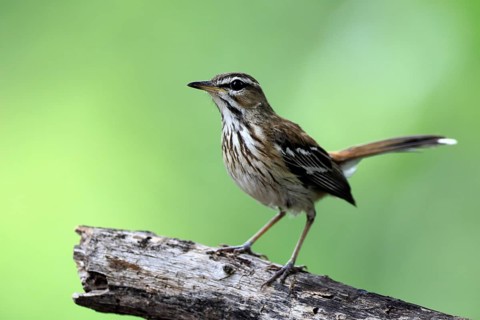 White-browed Warbler (Cercotrichas leucophrys), White-browed Bush Redstart, adult, alert, tree