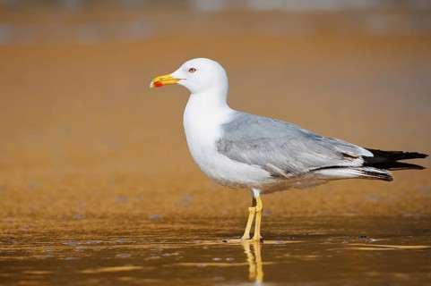 A Mediterranean gull (Larus michahellis) stands on the beach, Algarve, Portugal