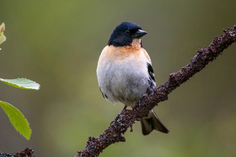 Mountain finch, brambling, Finland, fringilla montifringilla, birds, male, passeri, songbirds,