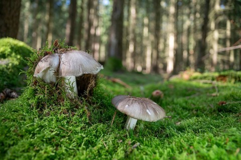 Broadleaf, broad-leaf turnip, broad-leaved turnip, broad-leafed carrot, megacollybia platyphylla,