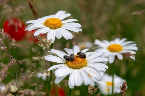 Asteraceae, leaf horn beetle, chrysanthemum leucanthemum, early daisy, daisy, leucanthemum vulgare,