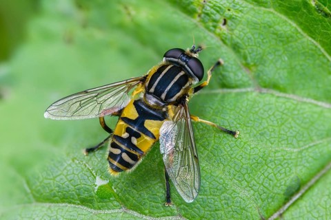 Common tiger hoverfly, common swamp hoverfly, helophilus pendulus, sunfly, swamp hoverfly, insects,