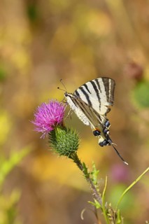 Podalirius butterfly (Iphiclides podalirius), on a flower of a field thistle (Cirsium arvense), in