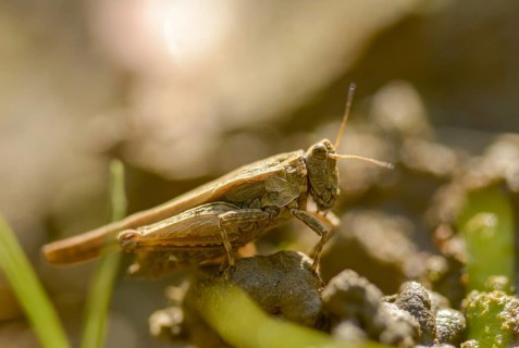 Caelifera, thorn scare, grasshoppers, short-feeler scare, sabre-thorn scare, tetrix subulata,