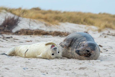 Grey seal (Halichoerus grypus), young seal with its mother, Nordesee, Heligoland,