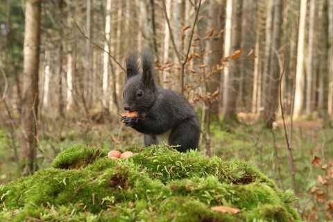 Squirrel (Sciurus vulgaris) with a hazelnut on a moss-covered tree stump, Allgäu, Bavaria, Germany