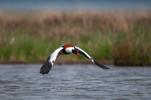 Brandgoose, Shelduck, Tadorna Tadorna, Anatidae, Birds, Duckbirds, Goose, Geese, Birds, Waterbirds