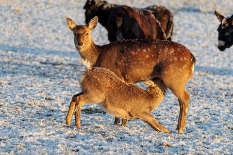 A female Dybowski deer (Cervus nippon hortulorum) suckles her calf in a snow-covered meadow. China,