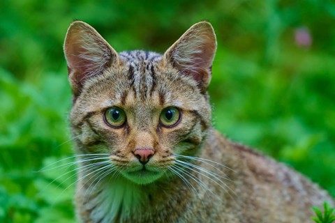 Portrait of a relaxed tabby cat with green eyes in its natural habitat, European wildcat (Felis