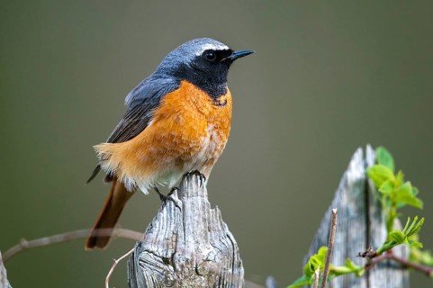 Garden redtail, Phoenicurus phoenicurus, redstart, birds, garden fence, garden birds, garden fence,