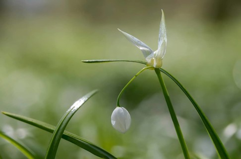 Alliaceae, Allium paradoxum, Berlin leek, leek family, neophyte, strange leek, miracle garlic,