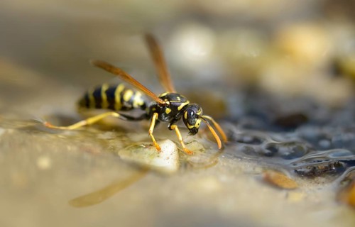 Brighter-colored paper wasp, French field wasp, gallic field wasp, house field wasp, hymenoptera,