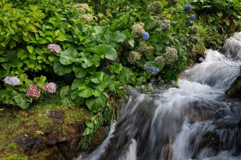 Stream flows past hydrangeas, long exposure, Mogno, Maggia Valley, Valle Maggia, Canton of Tessin,