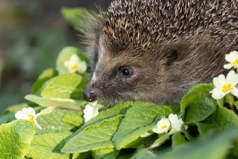 European hedgehog (Erinaceus europaeus) adult animal on a wild primrose plant flower in a garden in