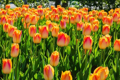 Bed of backlit single cup shaped orange and yellow Tulipa - Tulip flowers in spring, Quebec, Canada