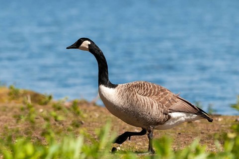 Branta Canadensis, Canada Goose, Canada Goose, Sweden, Anatidae, Birds, Duckbirds, Goose, Geese,