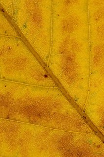 Common beech (Fagus sylvatica) tree close up of an autumn colour leaf, England, United Kingdom