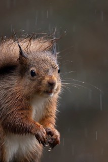 Red squirrel (Sciurus vulgaris) adult animal on a fence soaking wet in a rain storm, England,