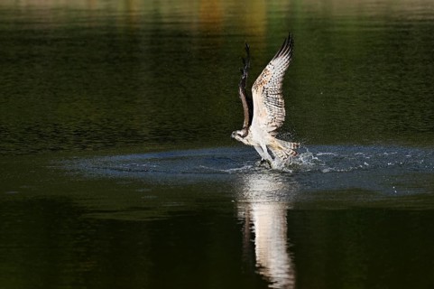 An osprey (Pandion haliaetus) takes off from the water after hunting, with a fish caught in its