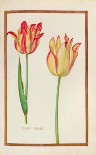 Tulips, Historical, digitally enhanced reproduction from Theatrum florae (1624) by Daniel Rabel