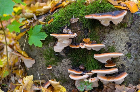 Boletus resinosus, ischnoderma resinosum, lasiochlaena anisea, hardwood resin porling, benzoin