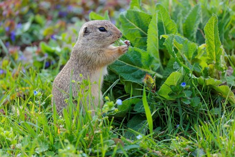 An adult ground squirrel (Spermophilus citellus) eats leaves and flowers on a sunny day in a green