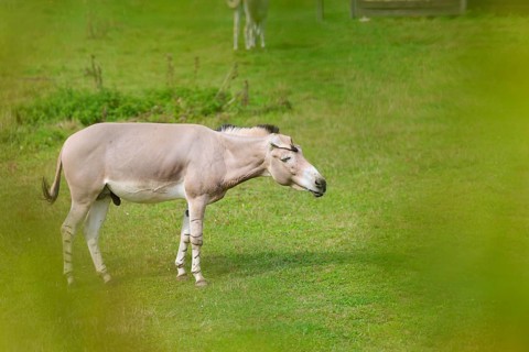 A male Somali wild ass (Equus africanus somaliensis) stands in a green meadow and shakes his head