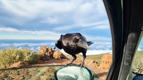 Hey, do you have anything to eat? A Canarian raven (Corvus corax canariensis) perched on the wing