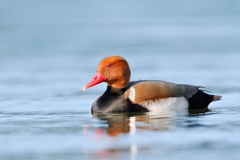 Red-crested Pochard (Netta rufina), a drake swimming on Lake Constance, Baden-Württemberg, Germany