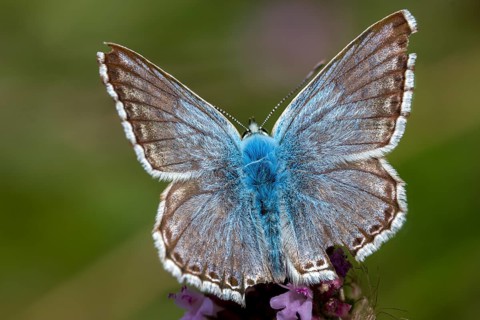 Lysandra coridon, polyommatus coridon, silver-blue, silver-green blue, silver-green blue,